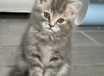 Scottish Straight Female Tabby Kitten - Scottish Fold Kitten For Sale - Celebration&comma; FL&comma; US