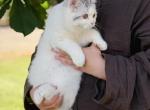 Scottish straight dilute calico girl - Scottish Straight Kitten For Sale - City Of Spokane Valley&comma; WA&comma; US