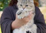 Black golden spotted British shorthair boy - British Shorthair Kitten For Sale - City Of Spokane Valley&comma; WA&comma; US