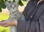 Black brown spotted Scottish straight boy - Scottish Straight Kitten For Sale - City Of Spokane Valley&comma; WA&comma; US