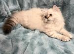 Lassie - Selkirk Rex Kitten For Sale - Lexington&comma; NC&comma; US