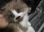 Tundra x Toffee - Ragdoll Kitten For Sale - Town Of Tonawanda&comma; NY&comma; US