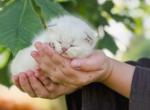 Color point British Shorthair boy - British Shorthair Kitten For Sale - City Of Spokane Valley&comma; WA&comma; US