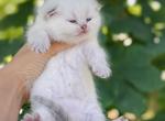 Color point British Shorthair boy - British Shorthair Kitten For Sale - City Of Spokane Valley&comma; WA&comma; US