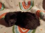 Precious litter - Manx Kitten For Sale - Cushing&comma; TX&comma; US