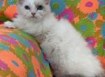 Blue eyes Snowboy - Ragdoll Kitten For Adoption - Auburn&comma; WA&comma; US