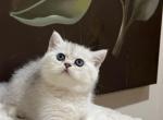 British Silver Chinchilla Kittens - British Shorthair Kitten For Sale - 