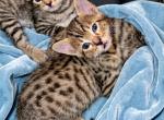 Baby 1 and baby 2 - Savannah Kitten For Adoption - San Bernardino&comma; CA&comma; US