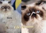 Sora babys - Persian Cat For Sale - Williamsport&comma; OH&comma; US