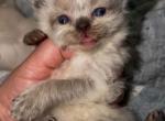 Mishka litter - Persian Kitten For Sale - 