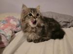 Munchkin girl - Munchkin Kitten For Sale - Waldorf&comma; MD&comma; US