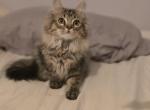 Brown tabby male - Minuet Kitten For Sale - 