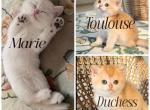 Marie Duchess and Toulouse - British Shorthair Kitten For Sale - MN&comma; US