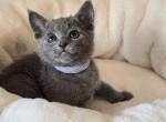 Usher - Russian Blue Kitten For Sale - Pembroke Pines&comma; FL&comma; US