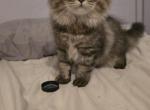 Brown tab boy - Minuet Kitten For Sale - 