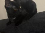 Macho - Domestic Kitten For Adoption - Arches&comma; UT&comma; US