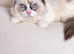 Dixi - Ragdoll Kitten For Sale - 