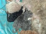 Tica selkirk Rex kittens - Selkirk Rex Kitten For Sale - Woodburn&comma; IN&comma; US