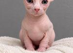 LEE - Sphynx Kitten For Sale - Valrico&comma; FL&comma; US