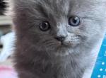 Grey Female Perdoll - Persian Kitten For Sale - 