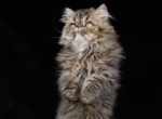 COCO - Persian Cat For Sale - Indianapolis&comma; IN&comma; US