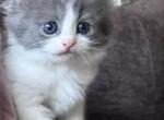 Grey and White Female Perdoll - Persian Kitten For Sale - 