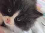 Black and White Female Perdoll with Stockings - Persian Kitten For Sale - 