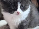 Black and White Female Perdoll with Stockings - Persian Kitten For Sale - McKinney&comma; TX&comma; US