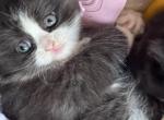 Black and White Female Perdoll with Mittens - Persian Kitten For Sale - McKinney&comma; TX&comma; US