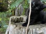 Vader - Bombay Kitten For Sale - West Branch&comma; MI&comma; US