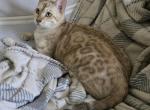 Charlie - Bengal Kitten For Sale - GA&comma; US