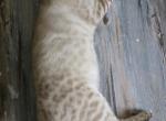 Sammy - Bengal Kitten For Sale - 