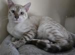 Sammy - Bengal Kitten For Sale - GA&comma; US