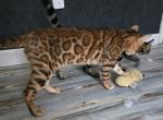 Dale - Bengal Kitten For Sale - 