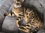 Chip - Bengal Kitten For Sale - 