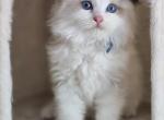 Afroditedolls Bjorn - Ragdoll Kitten For Sale - Parrish&comma; FL&comma; US