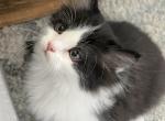 persian mix - Persian Kitten For Sale - Las Vegas&comma; NV&comma; US