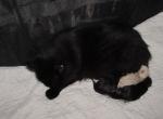 kittens deposit - Ragdoll Kitten For Sale - Beckley&comma; WV&comma; US