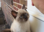 Siamese - Siamese Kitten For Sale - Brooklyn&comma; NY&comma; US