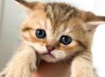 Dolly cheetah cub baby girl - Scottish Straight Kitten For Sale - TX&comma; US