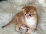 HTX Donnie orange scottish fold boy golden shaded - Scottish Fold Kitten For Sale - TX&comma; US