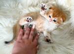 Donnie orange scottish fold boy golden shaded - Scottish Fold Kitten For Sale - TX&comma; US