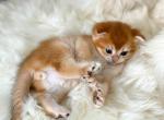 Dobbie orange scottish fold boy golden shaded - Scottish Fold Kitten For Sale - TX&comma; US