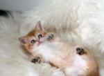 Amina british shorthair golden shaded chinchilla - British Shorthair Kitten For Sale - TX&comma; US