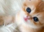 Amina british shorthair golden shaded chinchilla - British Shorthair Kitten For Sale - TX&comma; US