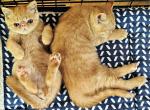 Mai Tai & Blaze Kittens - Exotic Kitten For Sale - Danforth&comma; ME&comma; US