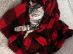 Luna - Maine Coon Kitten For Adoption - College Station&comma; TX&comma; US