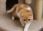 Maggie - Exotic Kitten For Sale - Danforth&comma; ME&comma; US