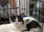 Josie - Domestic Kitten For Adoption - Fort Pierce&comma; FL&comma; US