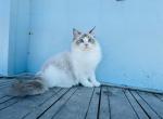 Kitty - Ragdoll Kitten For Sale - Houston&comma; TX&comma; US